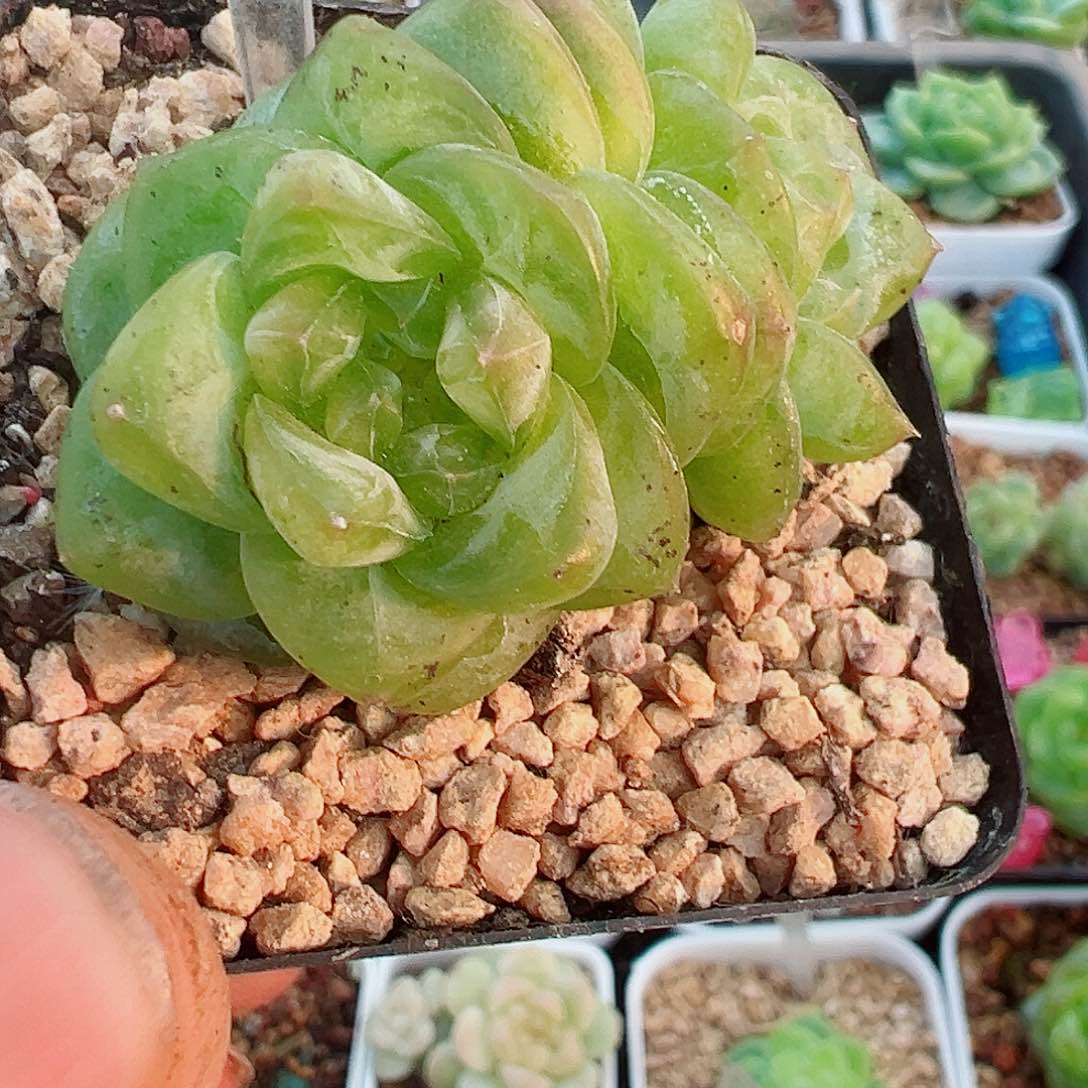 96哈哈哈哈哈哈哈哈