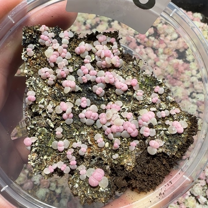 503彩虹奶酪一盒种播苗