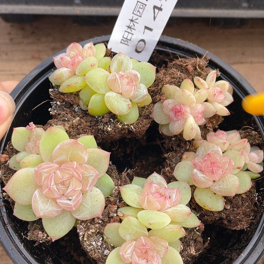 多肉植物多肉植物149