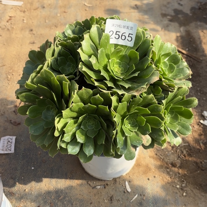 绿羊绒多肉法师2565