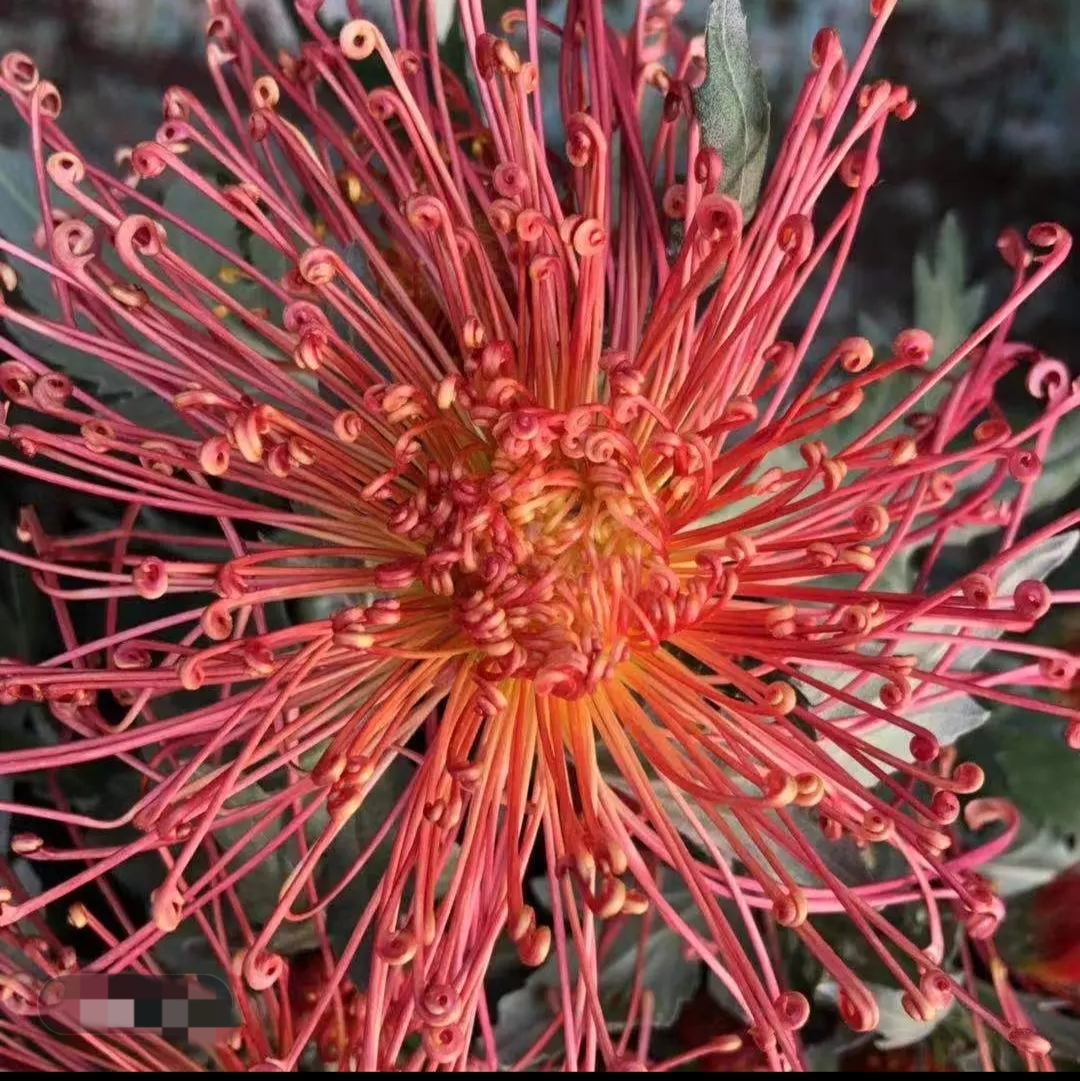 【带花苞发货】红线串珠  菊花盆栽多年生耐寒耐热好养绿植花卉