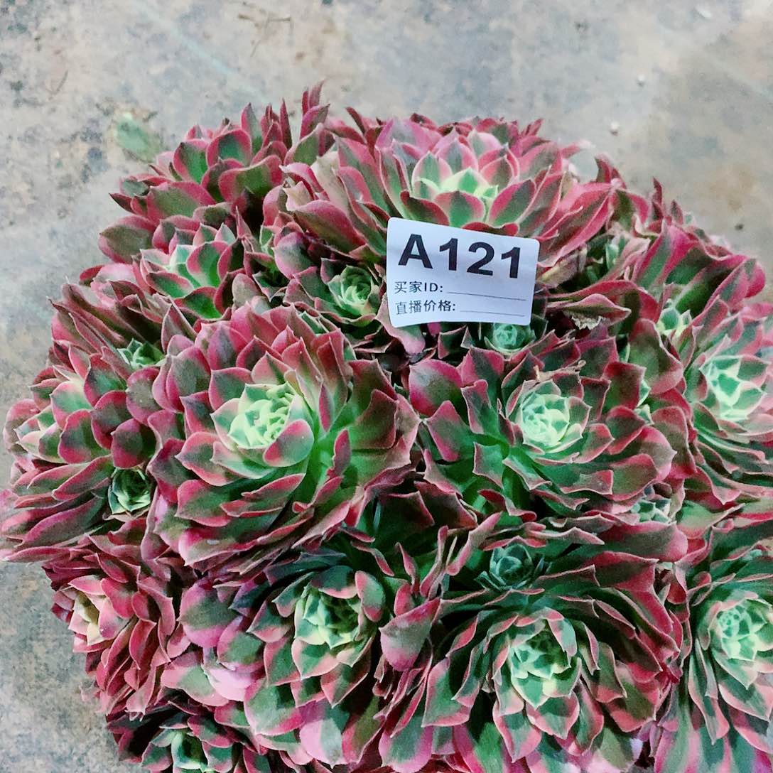 白凤法师多肉121