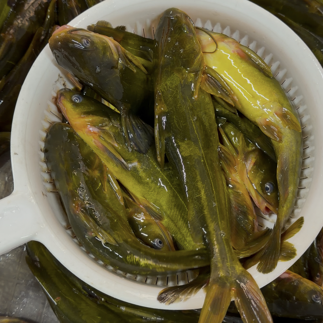 黑龙江特产 冷水大嘎牙子  顺丰包邮
