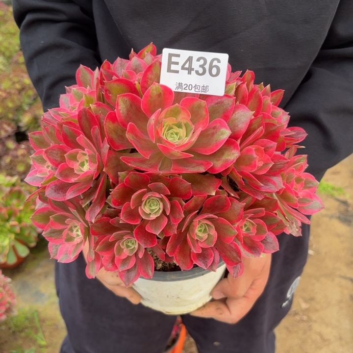 瑞妈，。。。。。。436女巫，