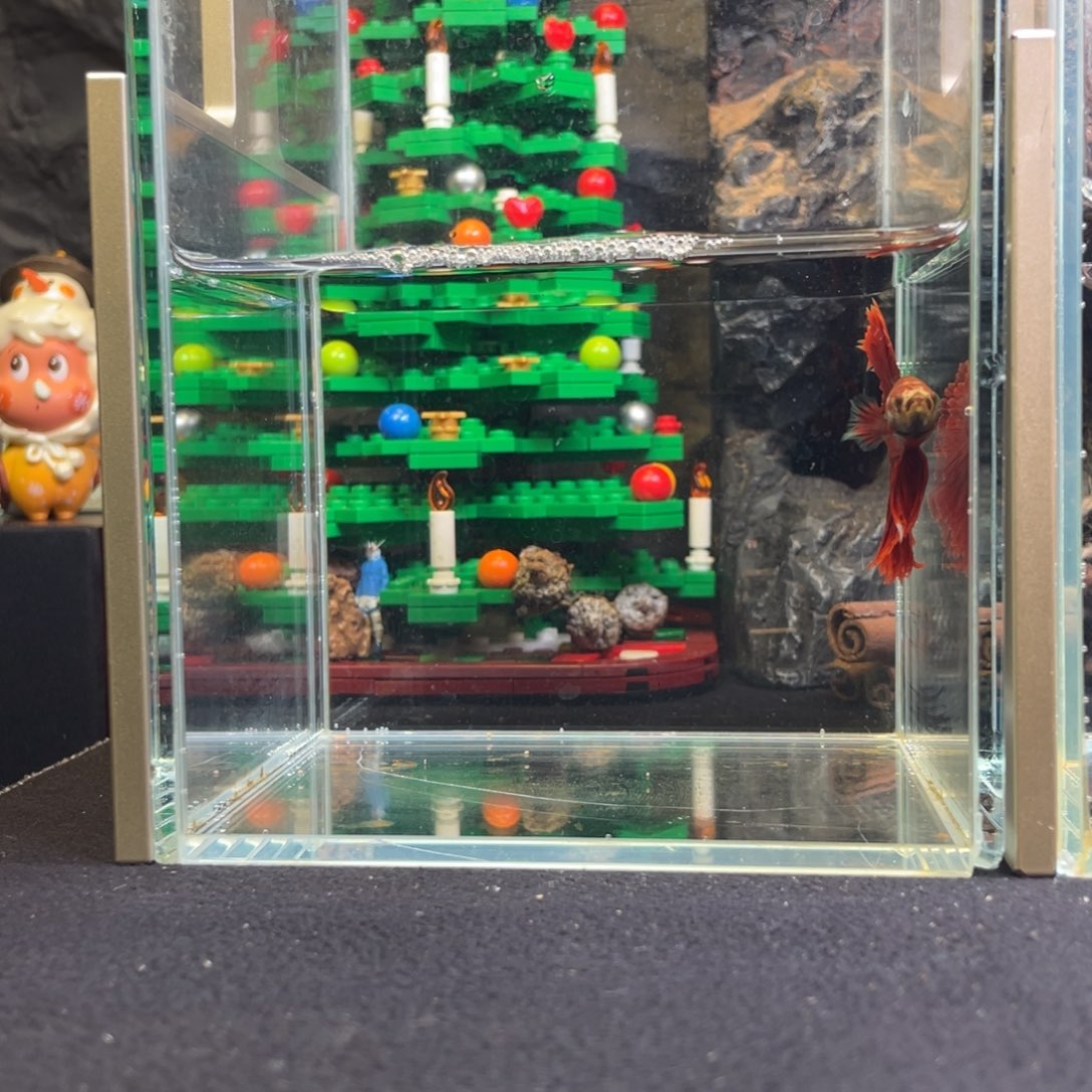 斗鱼十二月十七日竞价