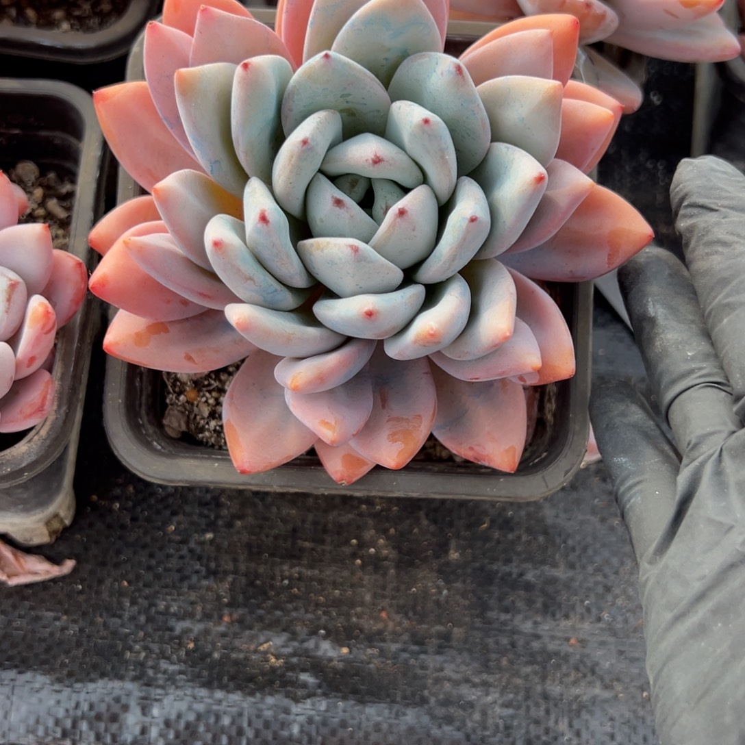 周***y星星雪多肉一物一拍