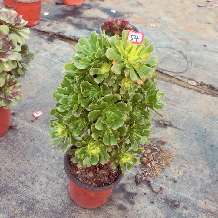 霓裳法师多肉54，