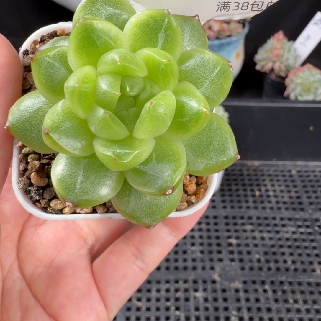 银月珍妮单头215号