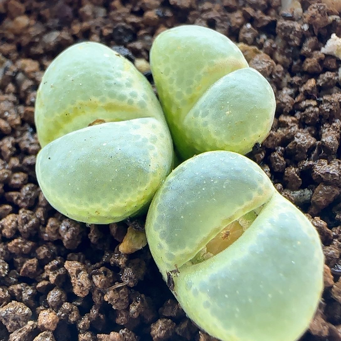 脱土年后发货24143