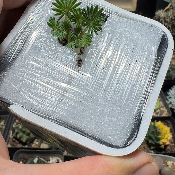186棕榈酢浆草带盆发货