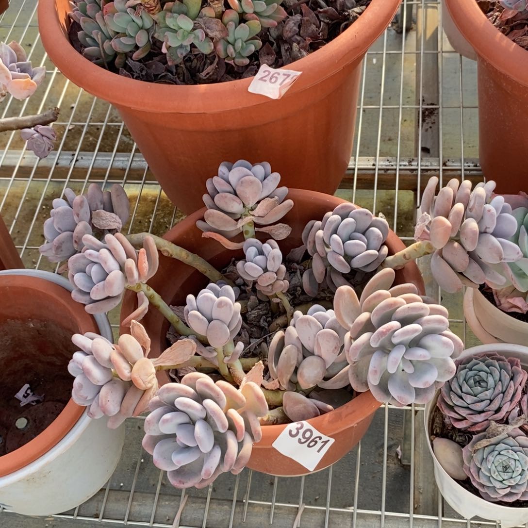 3961橙雪球一物一拍