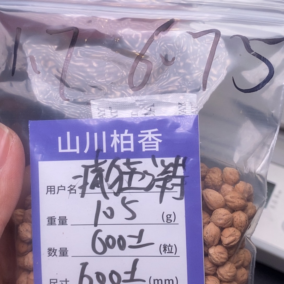 柏香籽/百香籽吊坠疯****儿