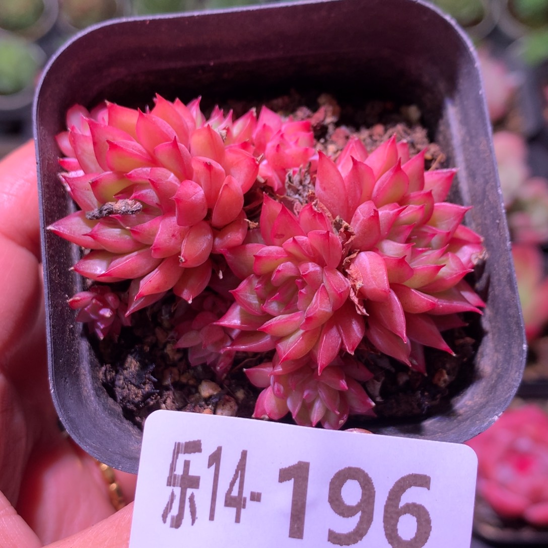 乐然14-196 女雏群 