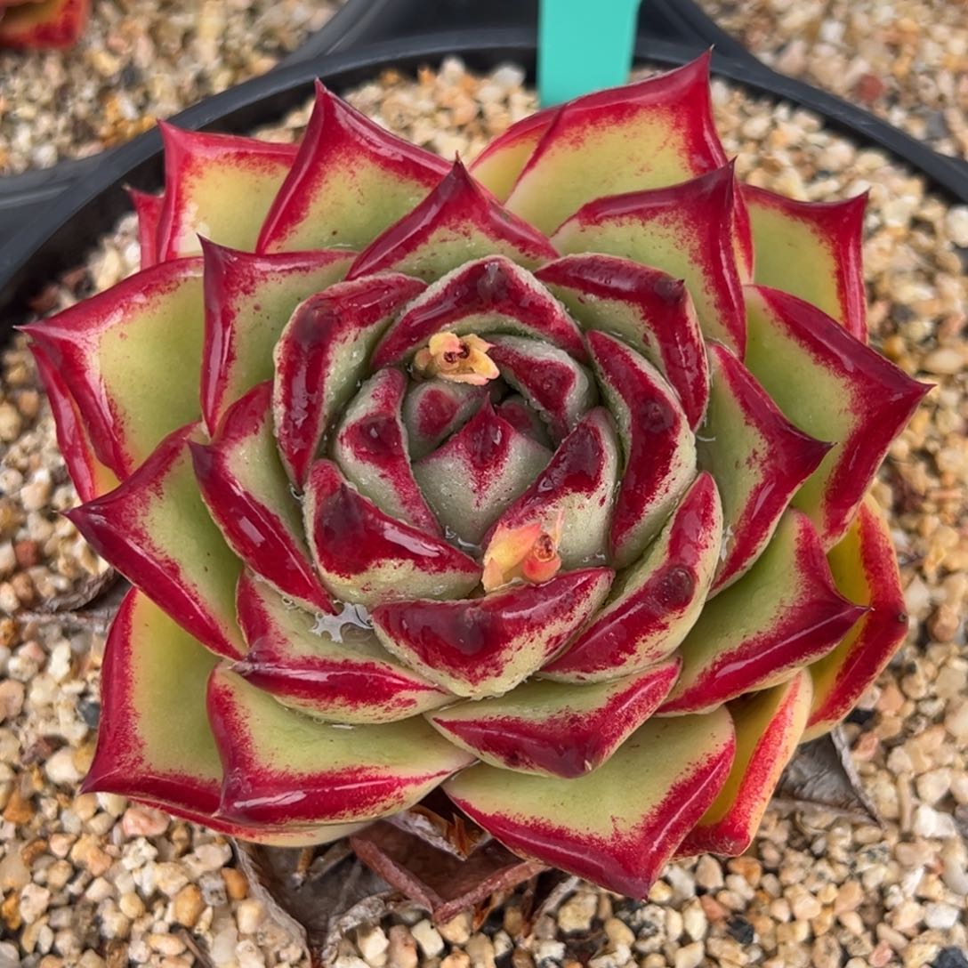 从前慢多肉精选编号0314.107