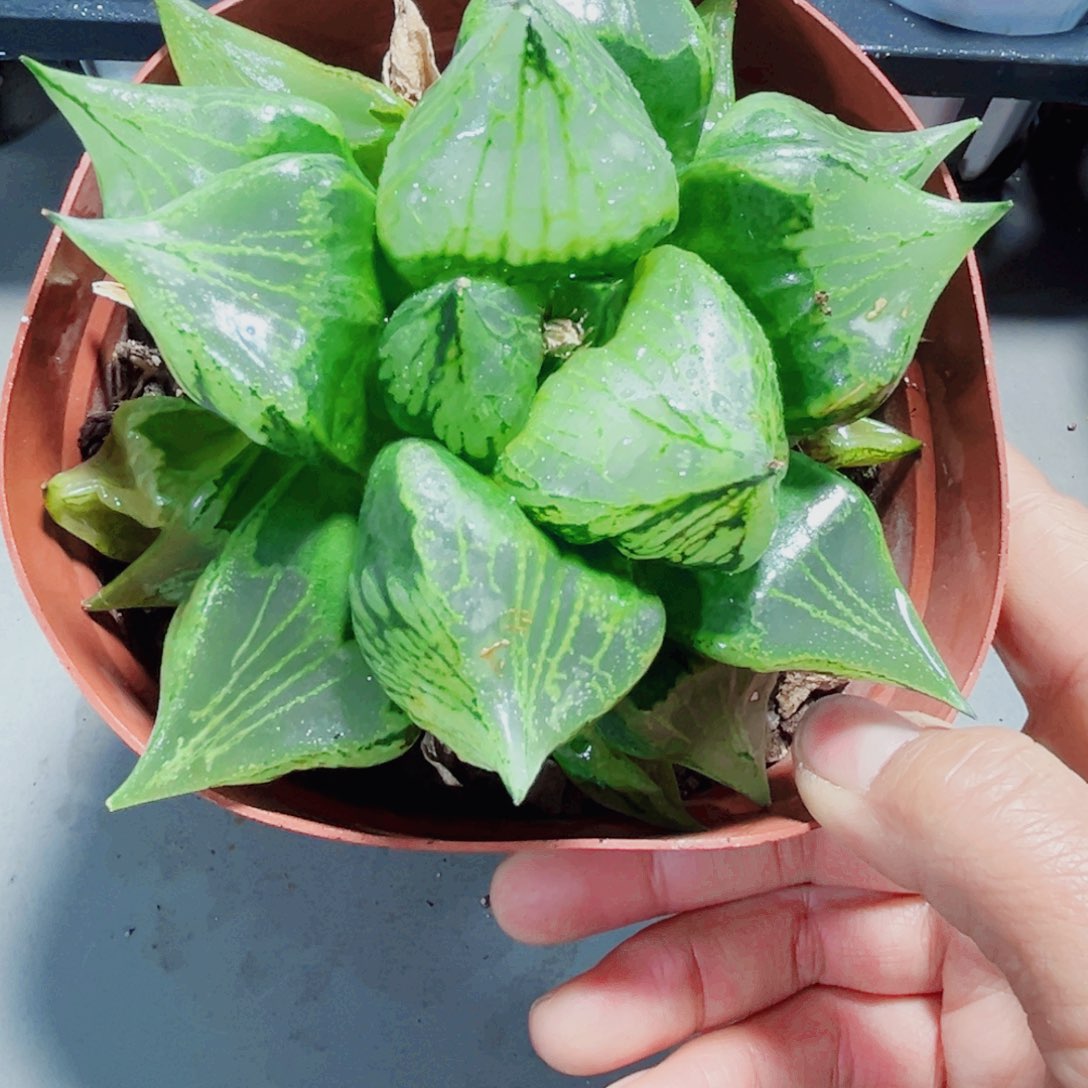 裹般若多肉植物6666