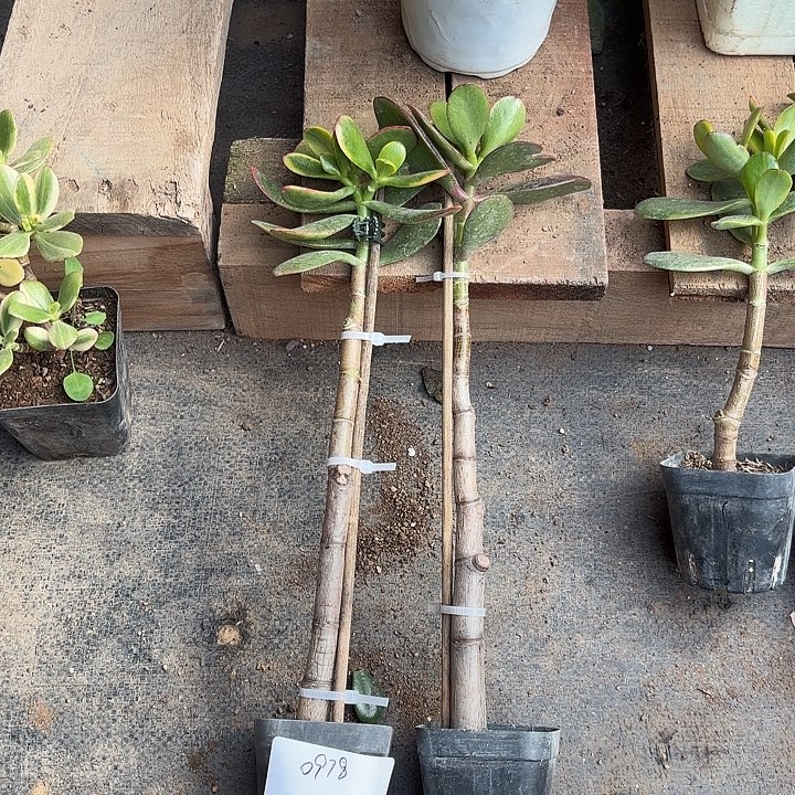 家***。当前无花栽培后可以开花黄金花月18