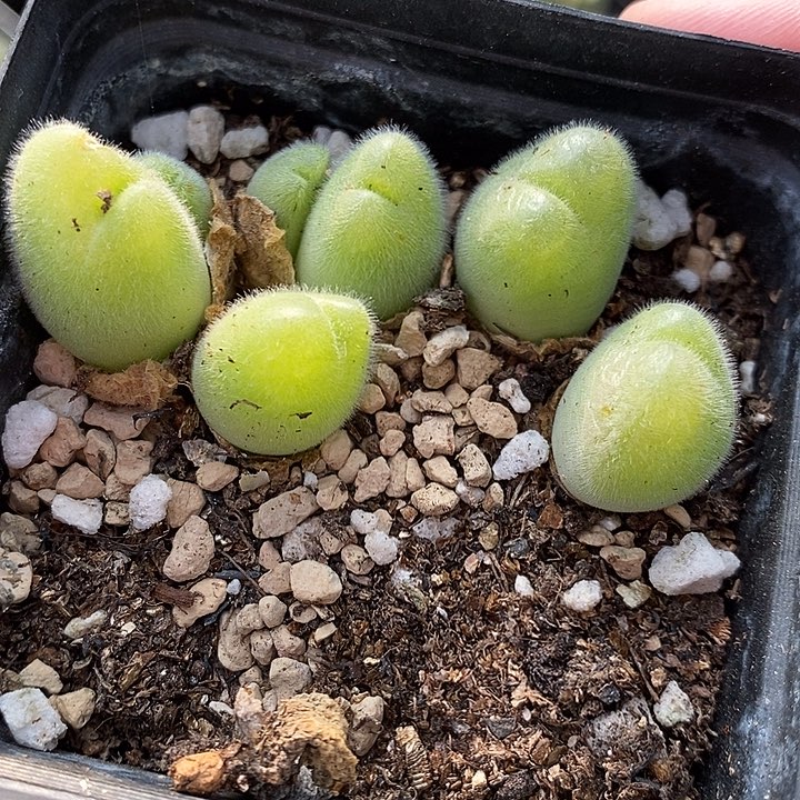 220长毛毛翠滴一盒。  