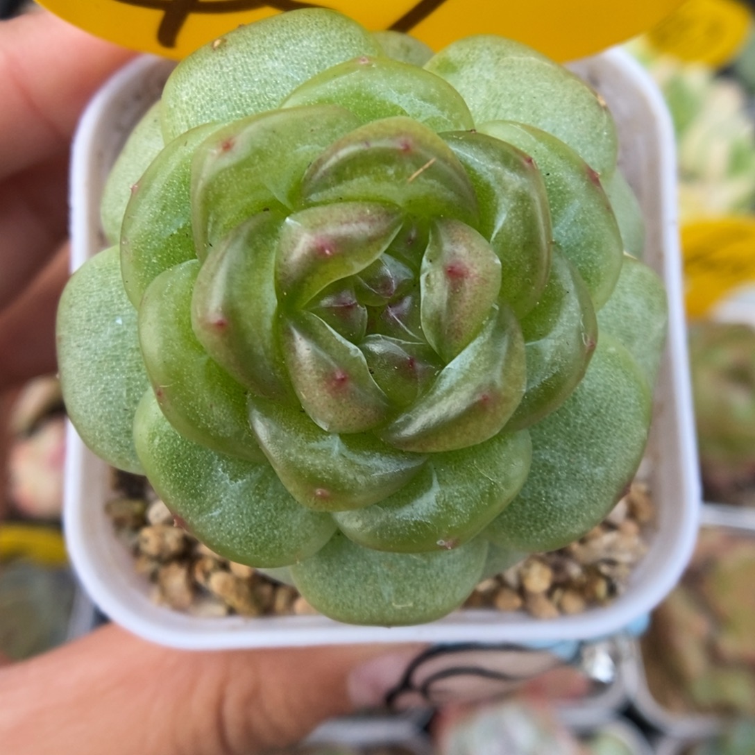 绿晶体透心珍妮439号