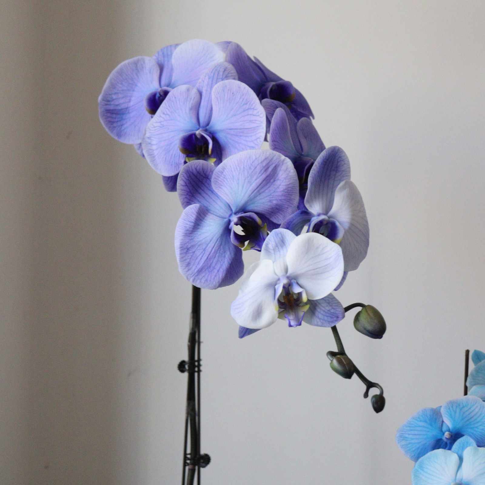 马卡龙蝴蝶兰上新中