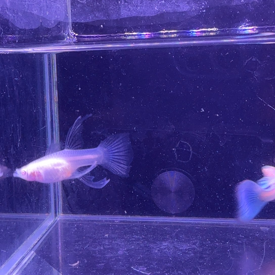 孔雀鱼蓝白缎带1对