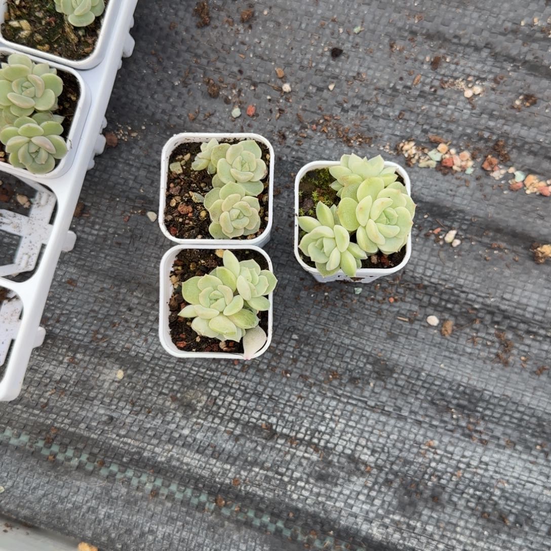 玉簪群盆3床一个满25包邮