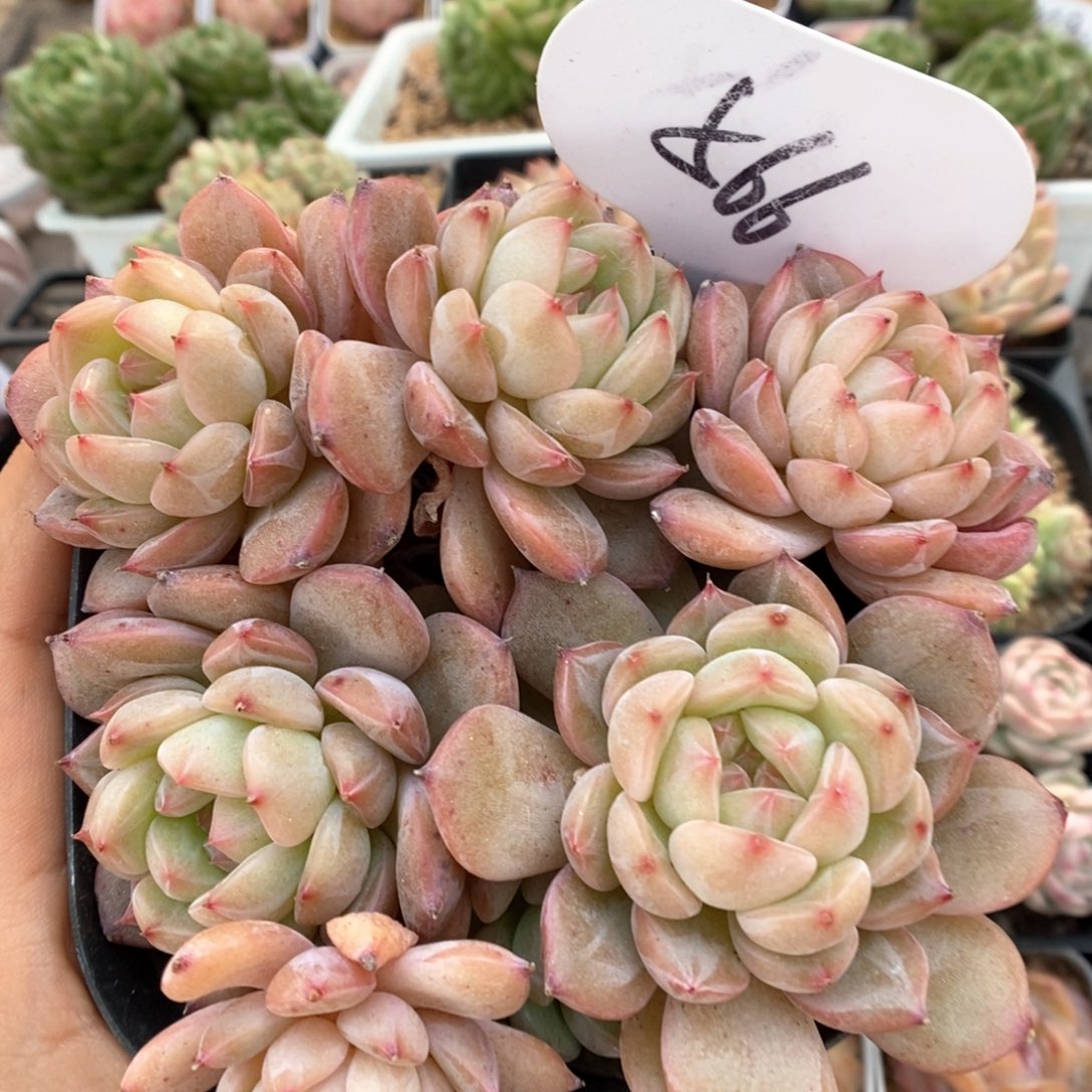 糖心珍妮群生566号。