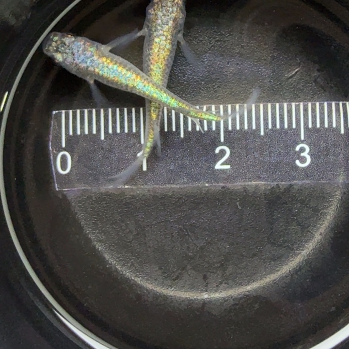 青鳉鱼海王星43号