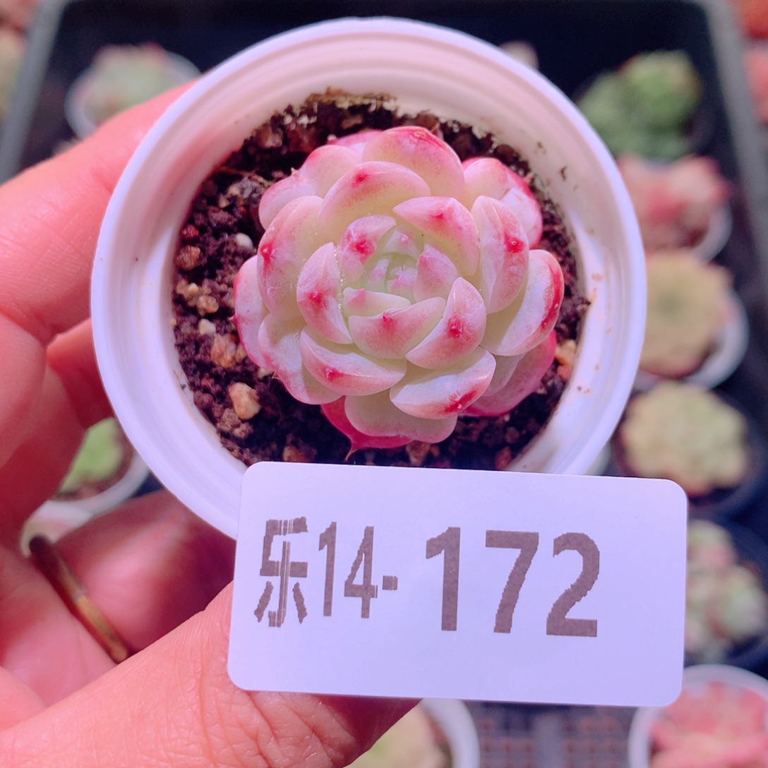 乐然14-172 天鹅绒 