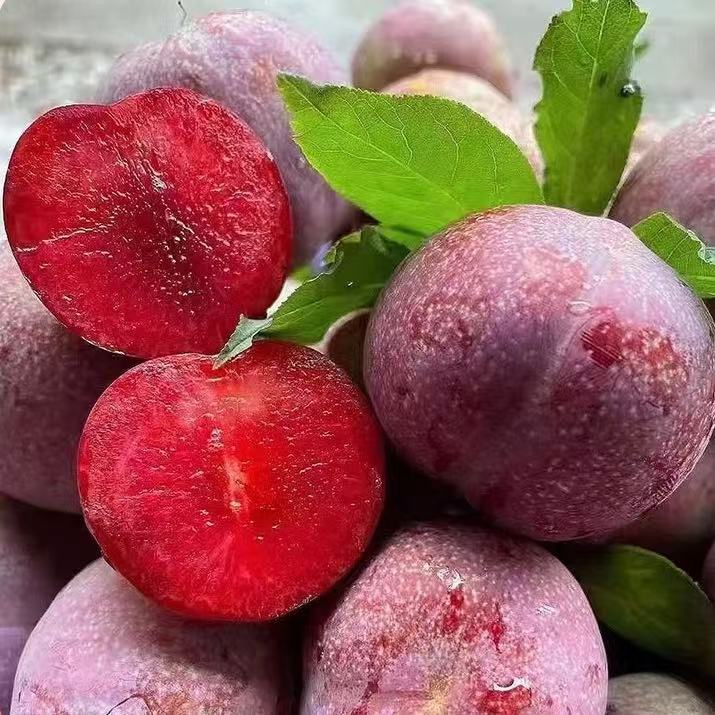 【正宗广西应季水果】新鲜采摘当季酸脆可口红心三华李早上摘下午发