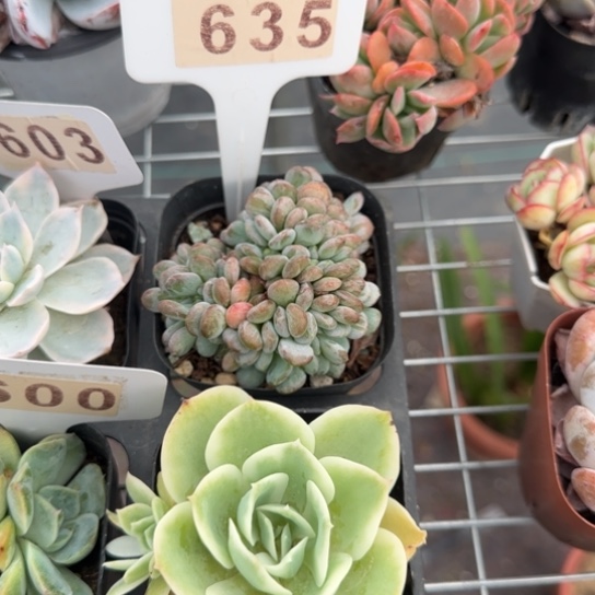 635玛瑙缀一物一拍多肉