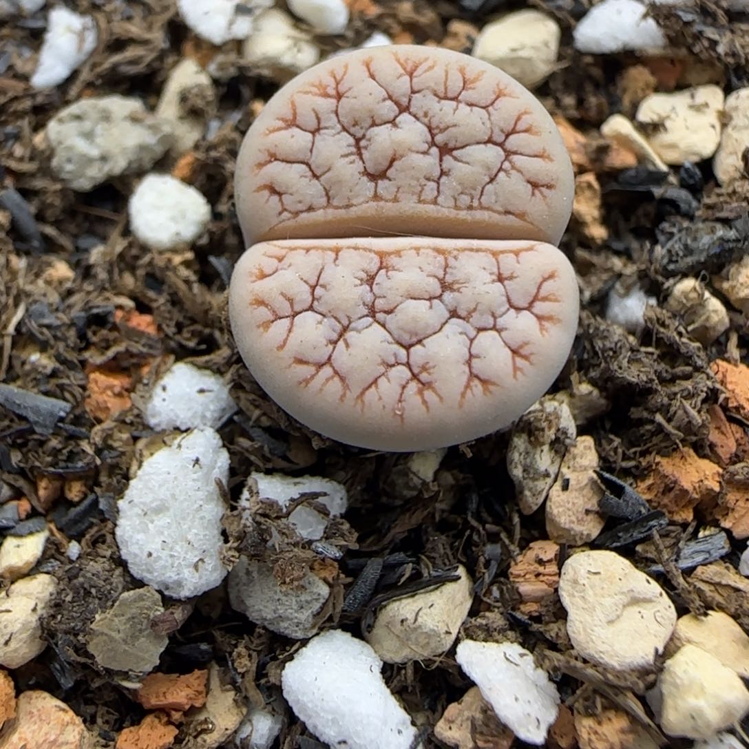 427 生石花大棚直播