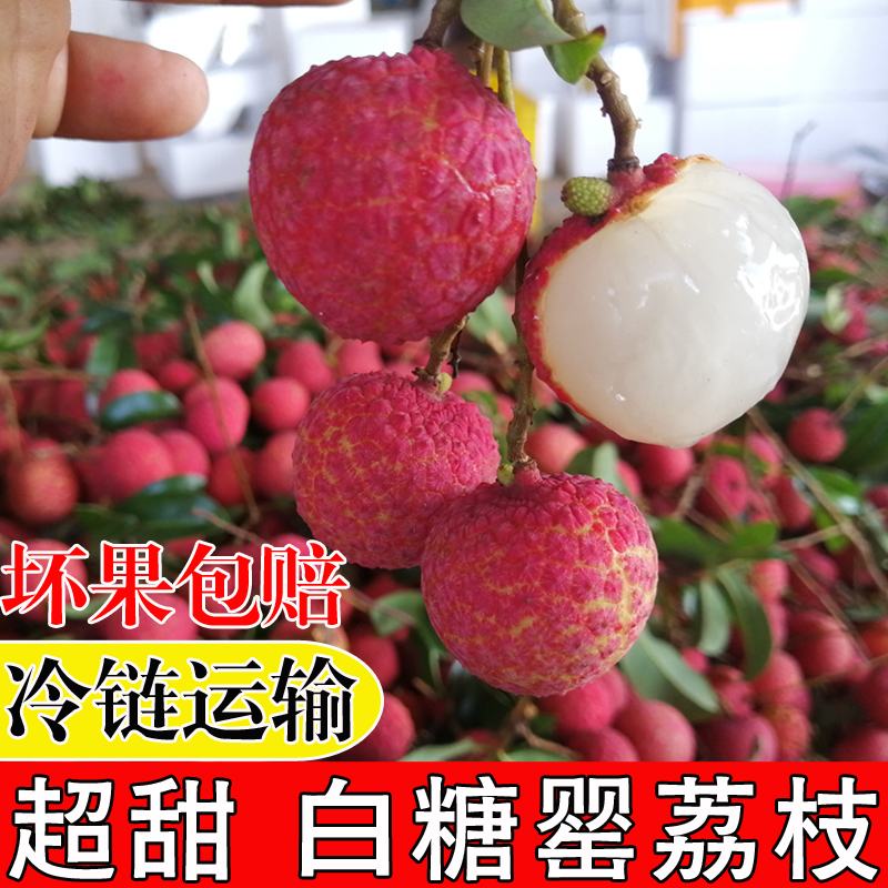 【中通冷运】超甜老树白糖罂荔枝新鲜现摘带枝叶发货净重2.5/ 4.5斤