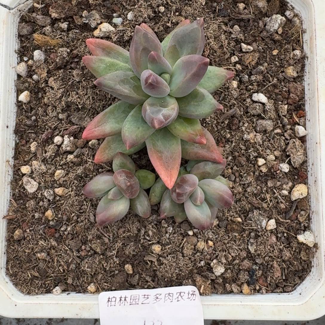 135 美人杂交 一物一拍