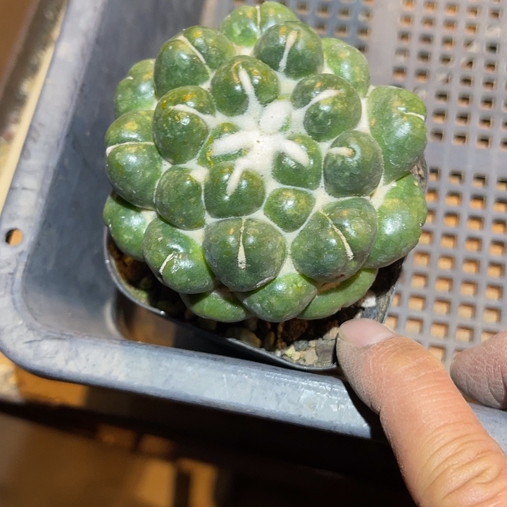 满38包邮2天凑单，脱土晾根发货多肉植物无刺象牙