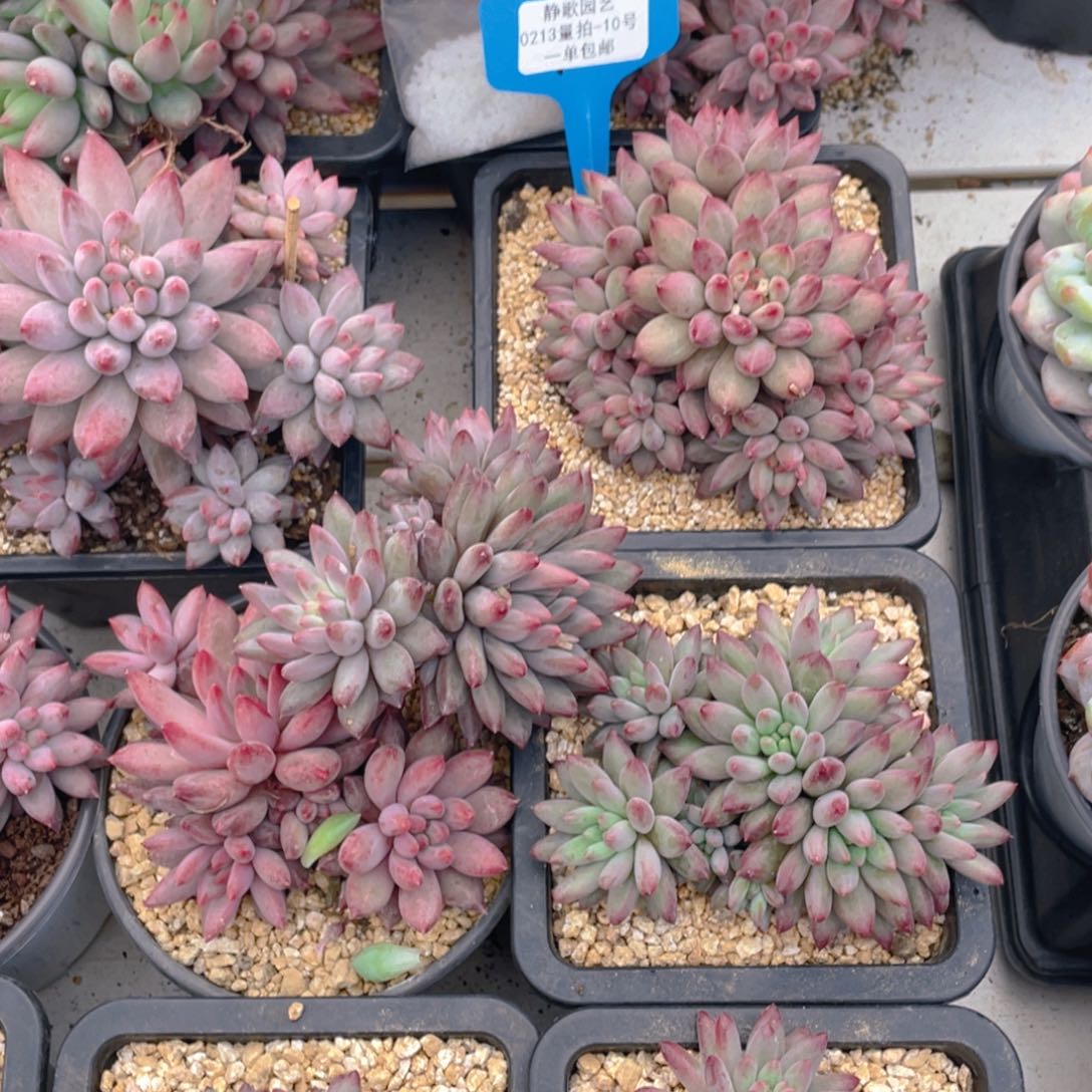 0213-10-彩体虞美人福利一颗