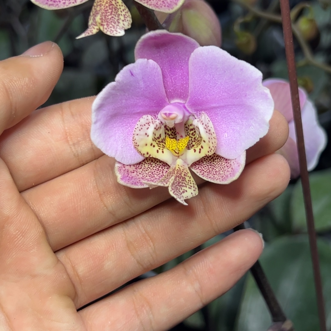 完全开放l119三寸ys1165瑕疵