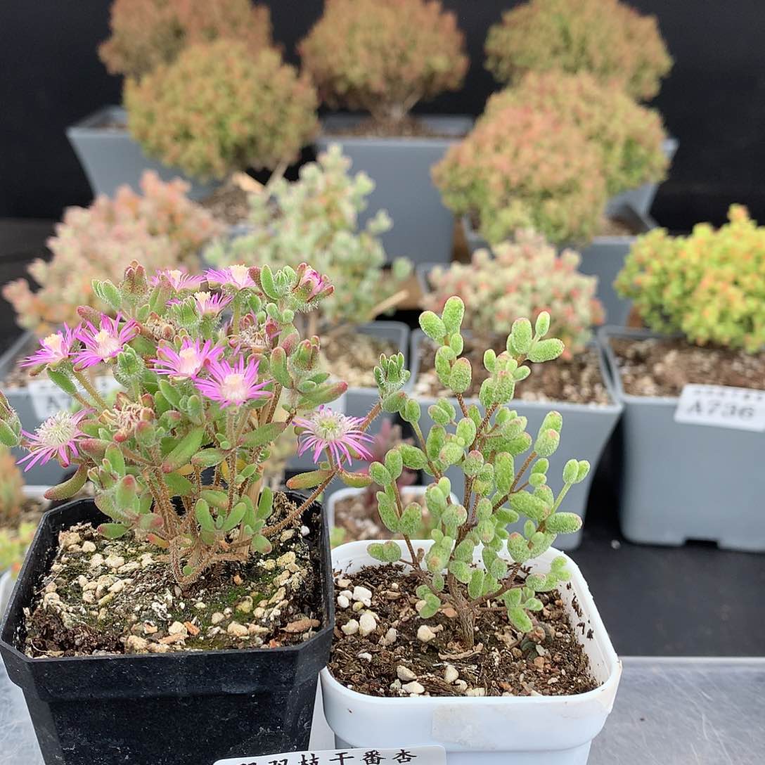 750红宝石白虎斑锦。      