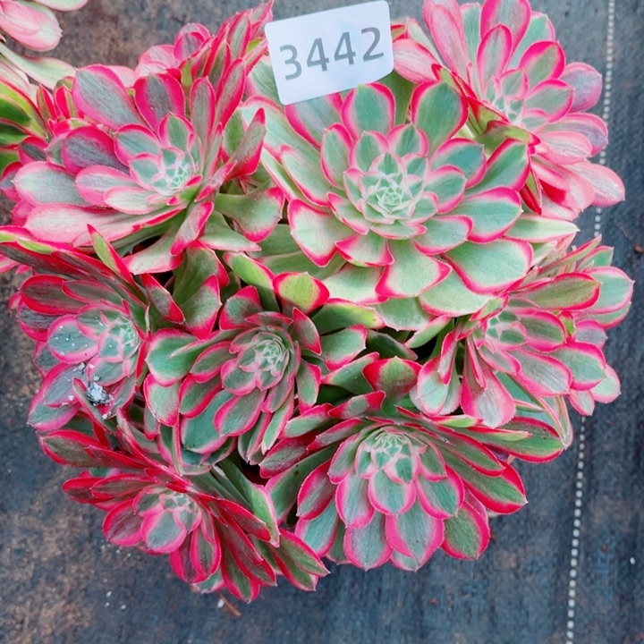 孔雀翎特价多肉发货