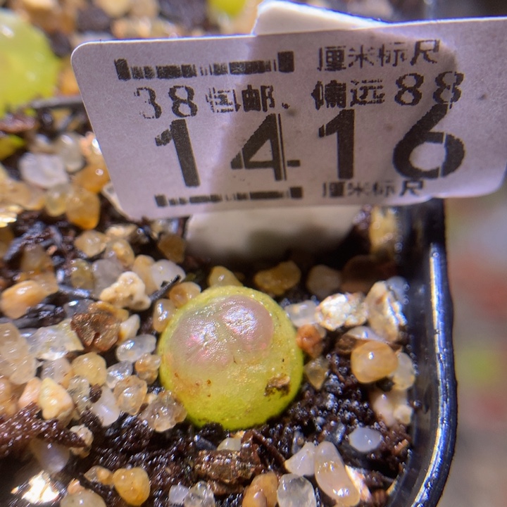 zzz精品生石花1416拉登