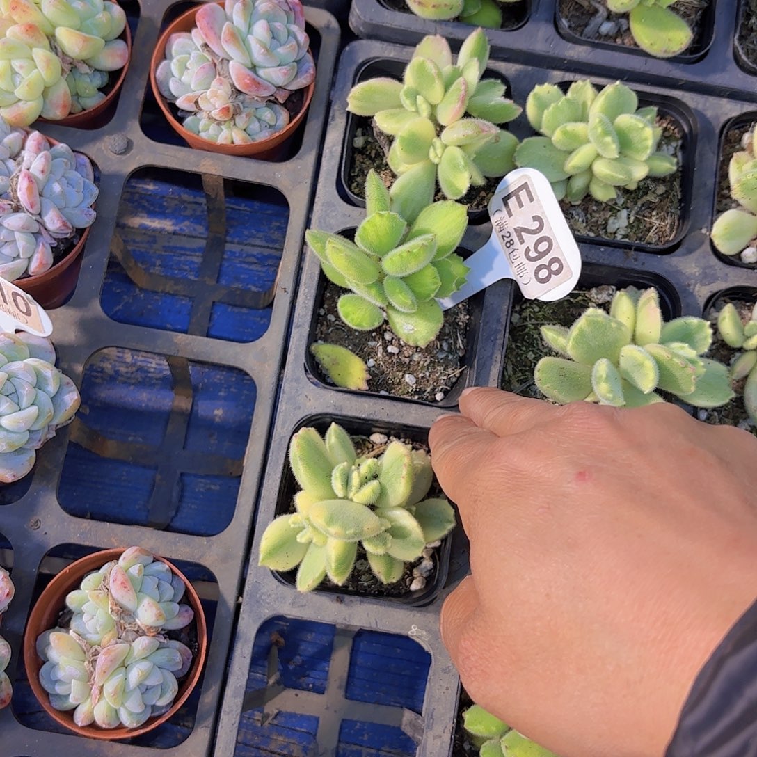 E298黄熊一物一拍