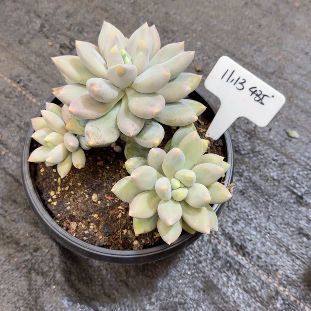 一物一拍哥特群435