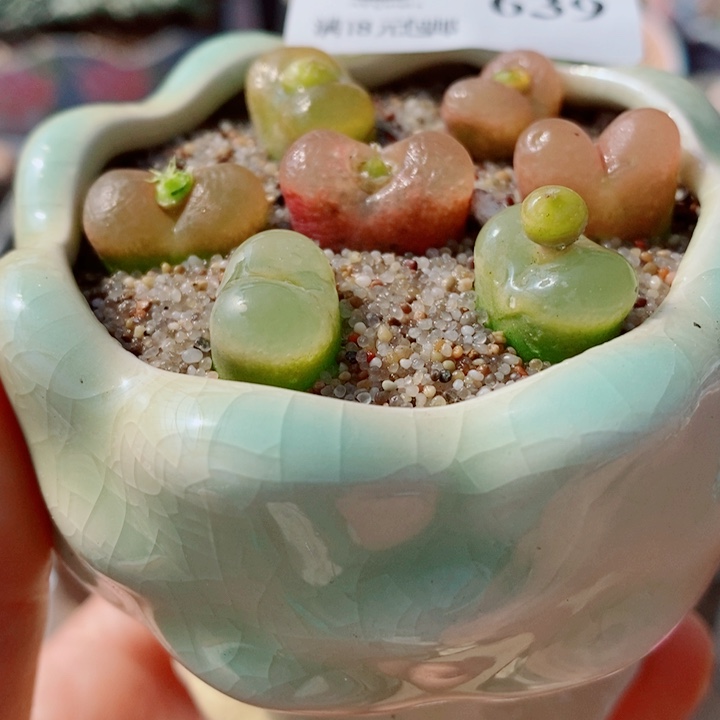 生石花花花花花花639