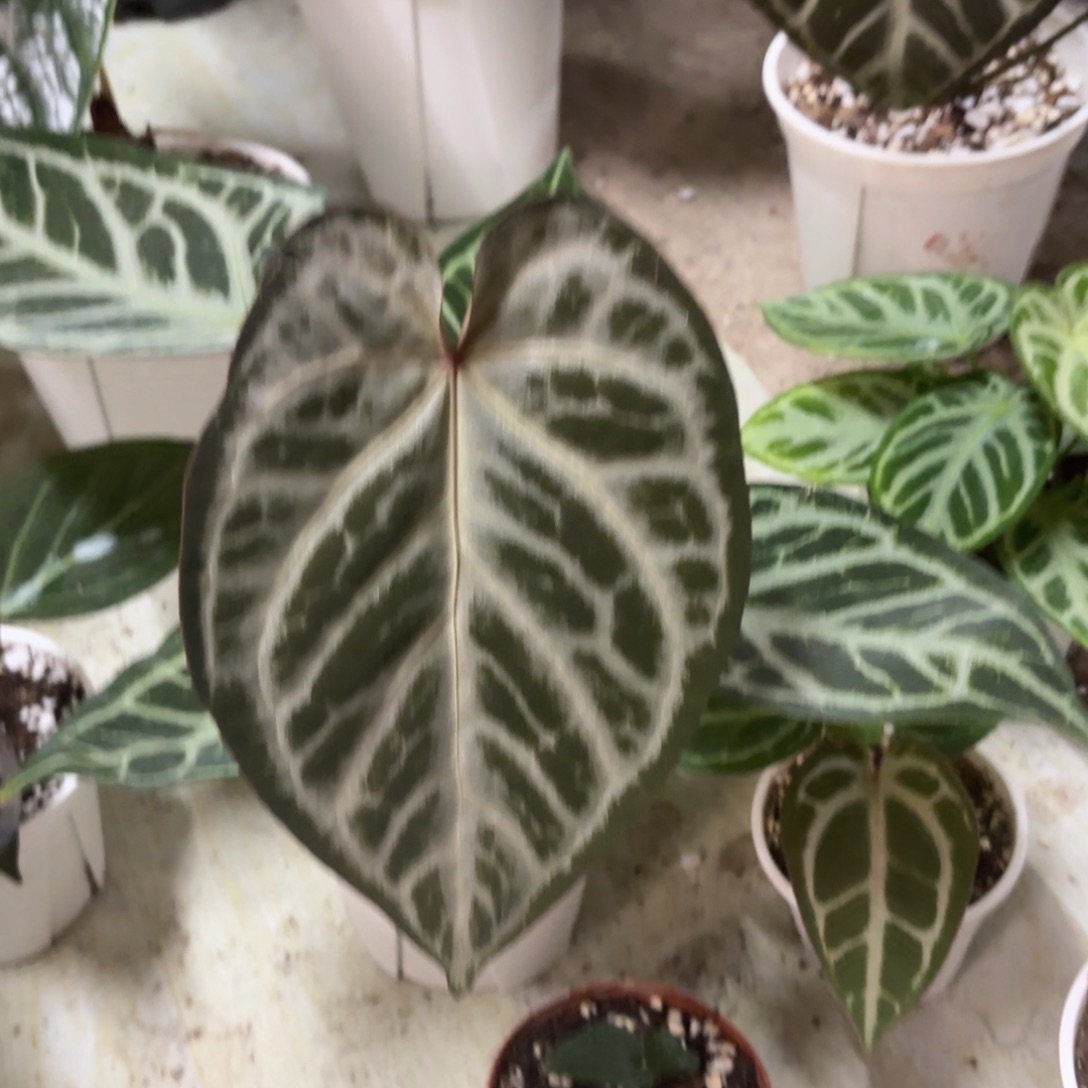 完全开放迷雾花烛