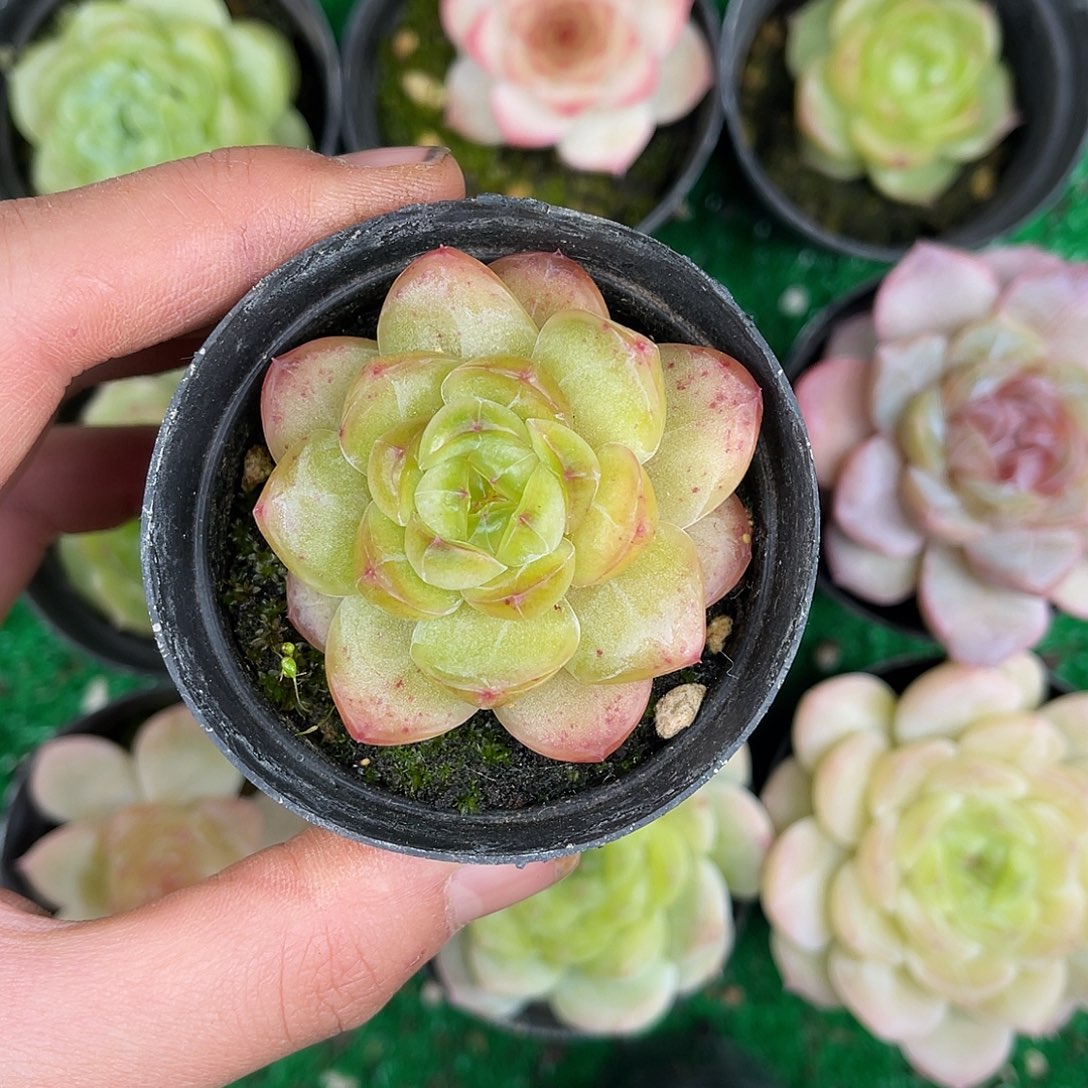 多肉一物一拍29-199