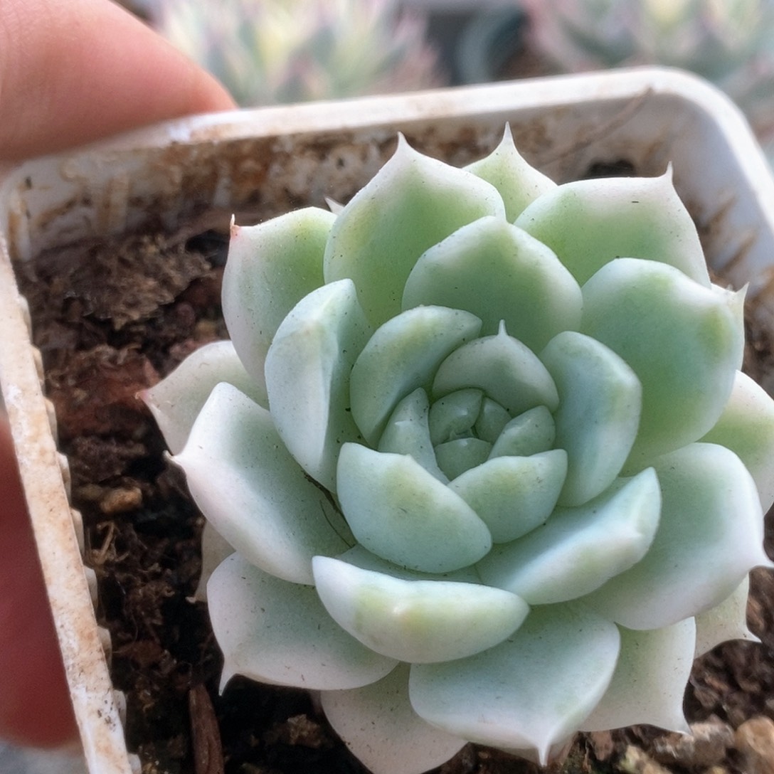 118白瓷麦杆锦锦锦锦锦