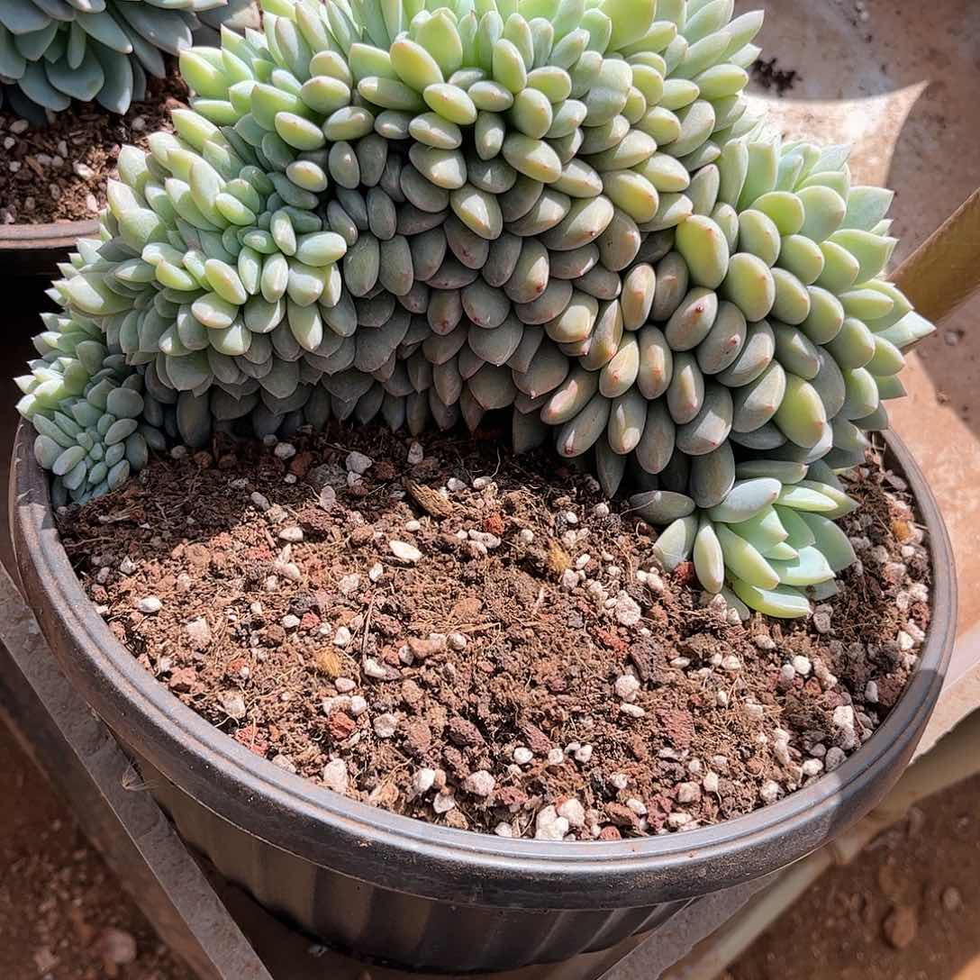 寄养链接的肉肉的肉肉