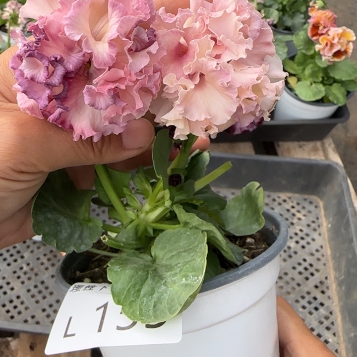 无花朵L155角堇小苗一物一拍苗晃