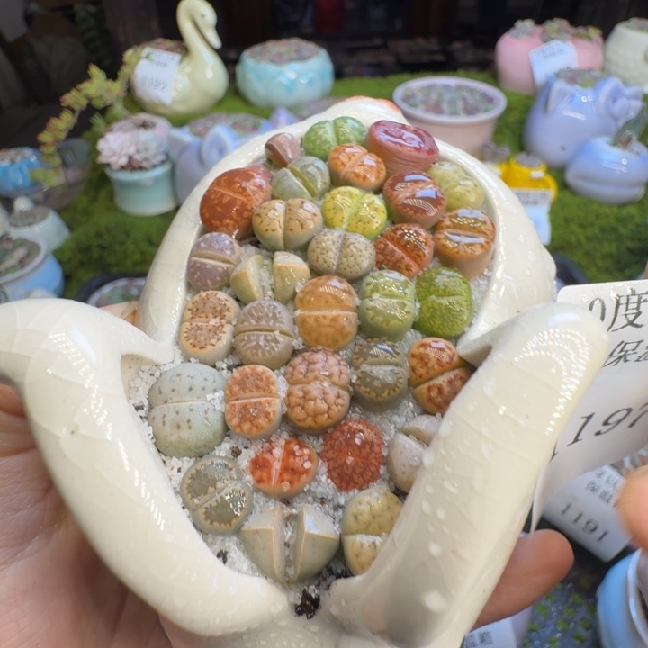 多肉植物开播福利冲1197