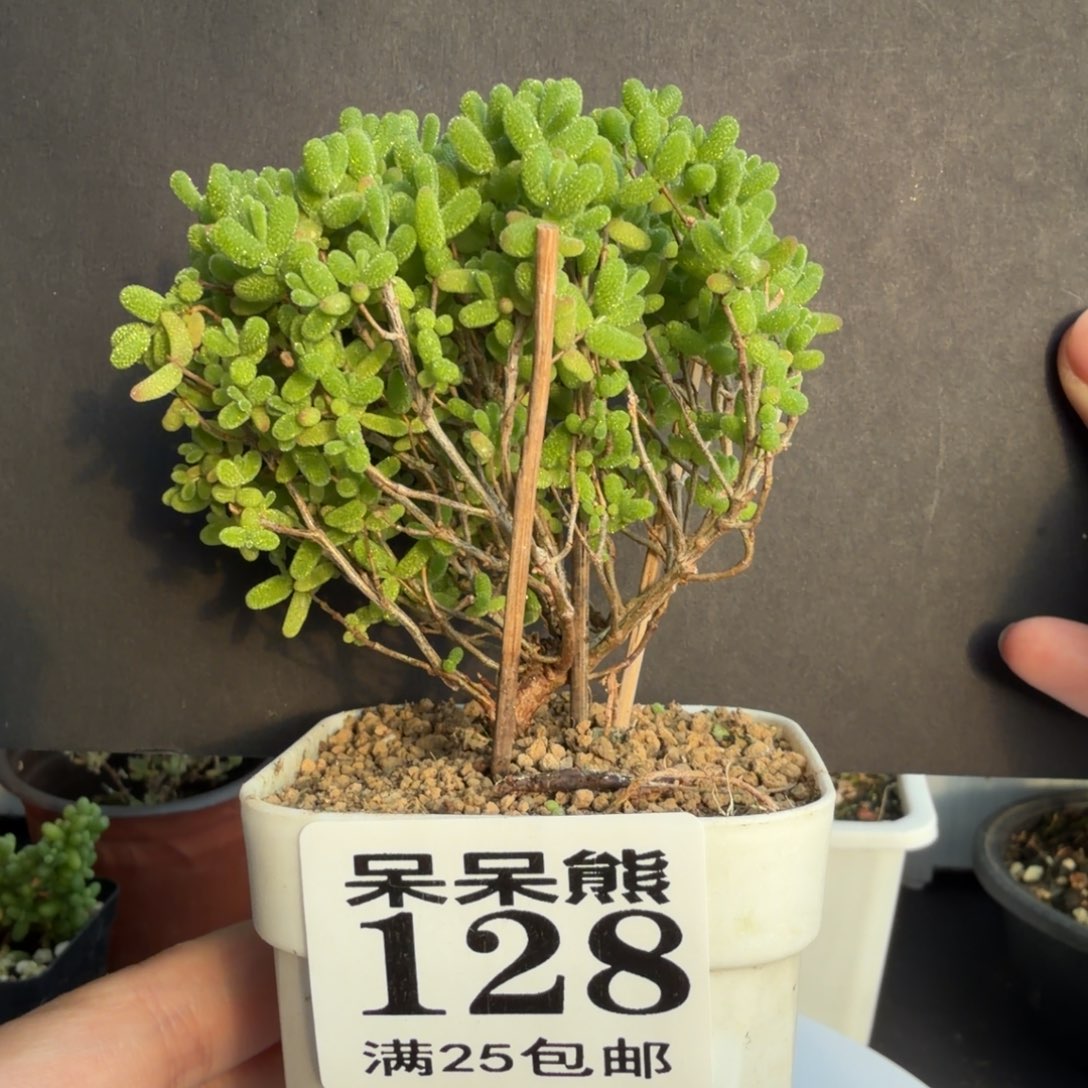 闪电购花卉园艺128