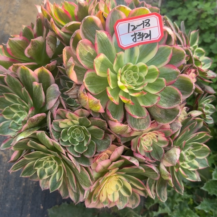 海王变异多肉不包损21